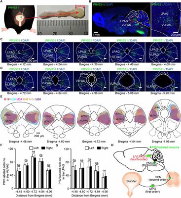 Frontiers | Ventrolateral Periaqueductal Gray Neurons Are Active